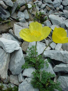 Image of Papaver kerneri Hayek