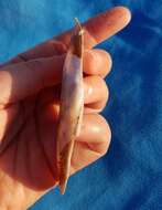 Image of rosy razor clam