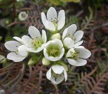 Image of Gentianella chathamica (Cheeseman) T. N. Ho & S. W. Liu