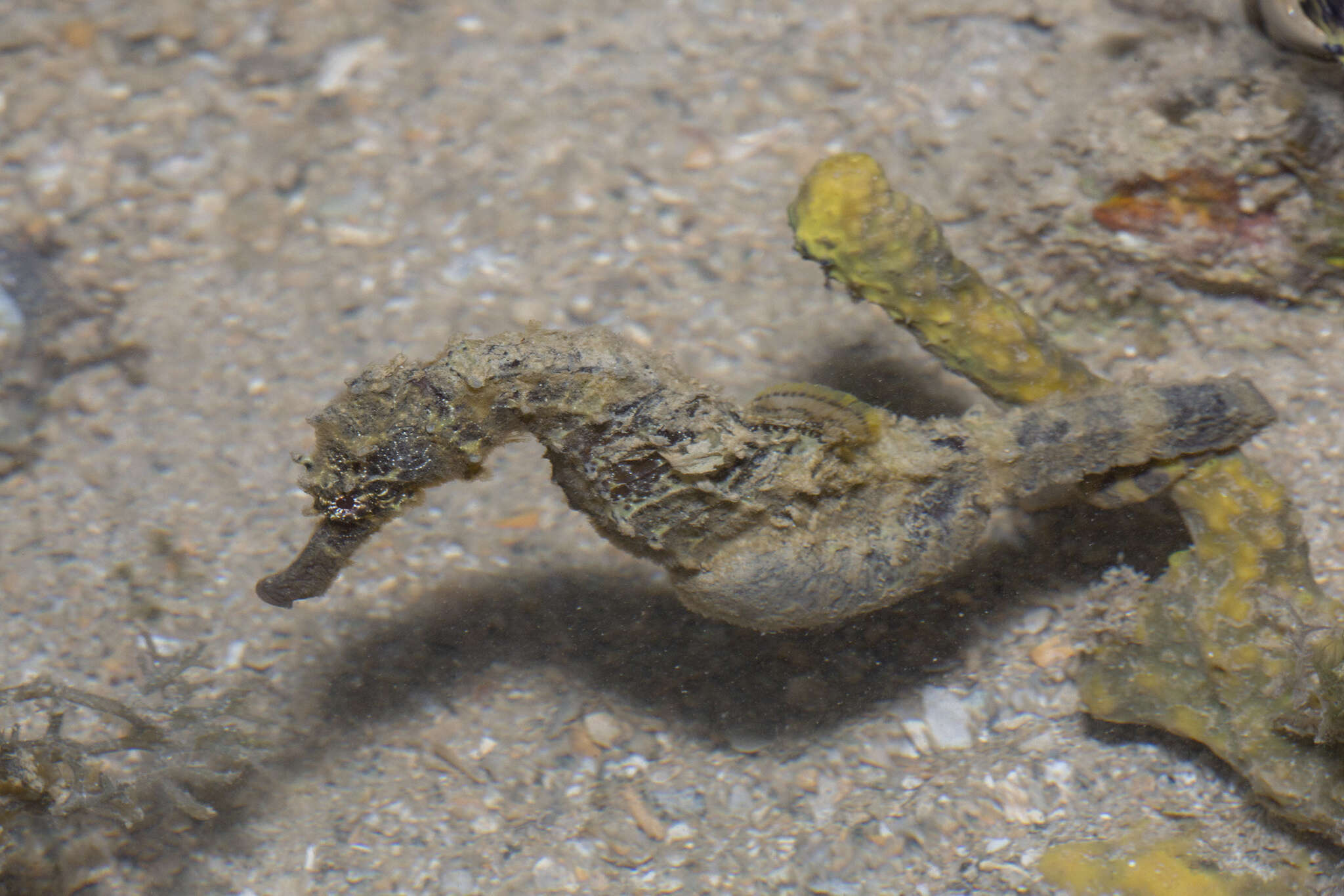 Image of Tiger Tail Seahorse