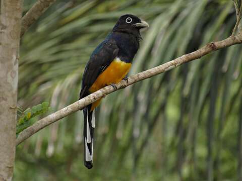 Imagem de Trogon viridis Linnaeus 1766