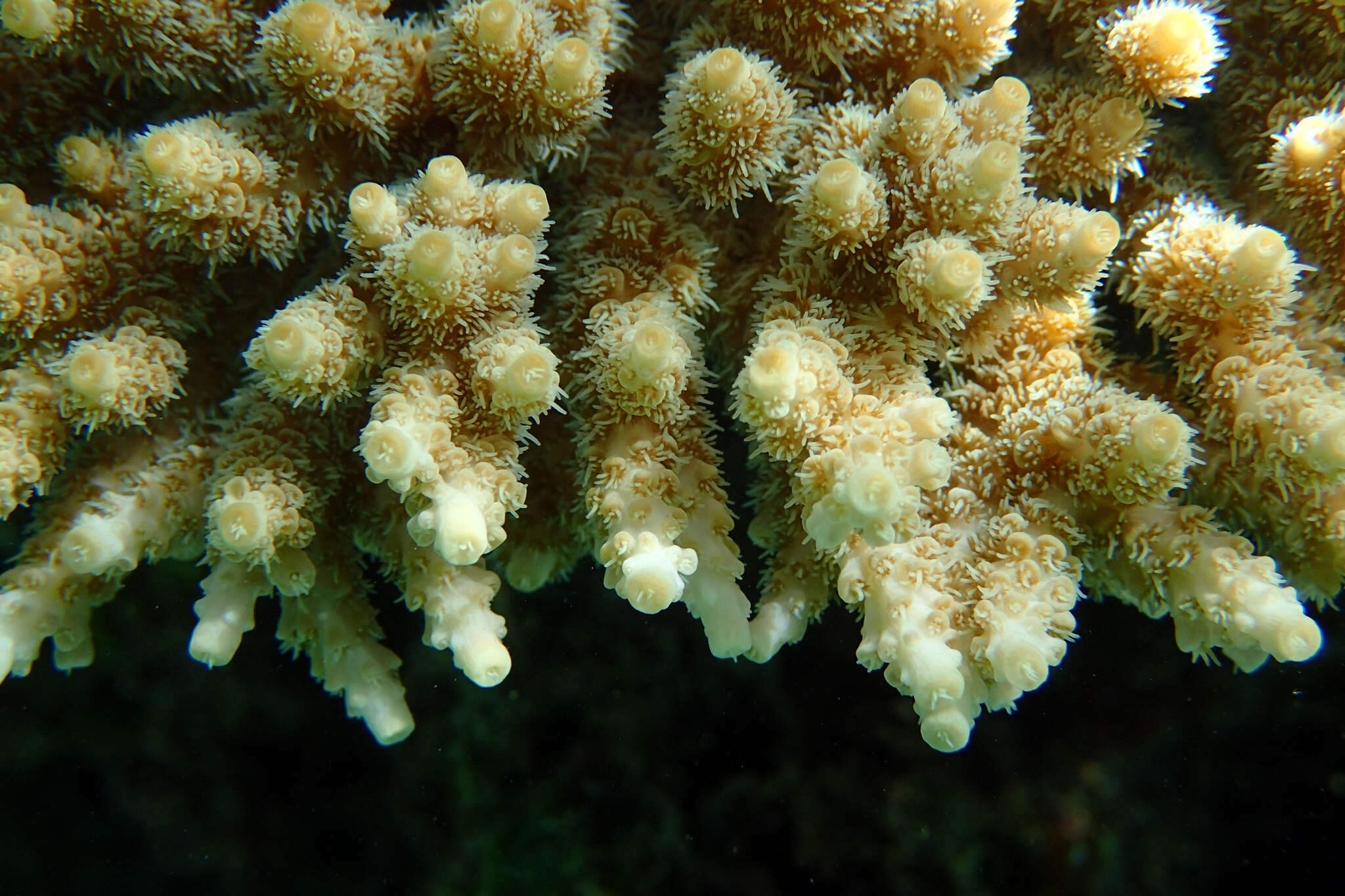 Image of Brush Coral