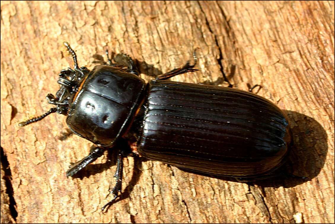 Image of Bess Beetles (genus)