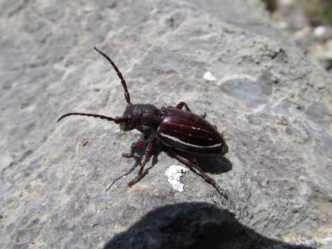 Image of Eodorcadion carinatum blessigi (Ganglbauer 1884)