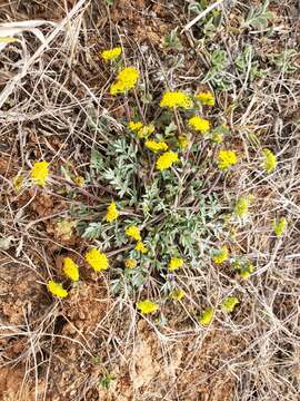 Image of Tauschia decumbens (Benth.) J. M. Coult. & Rose ex Druce