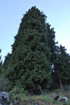 Picea schrenkiana Fisch. & C. A. Mey. resmi