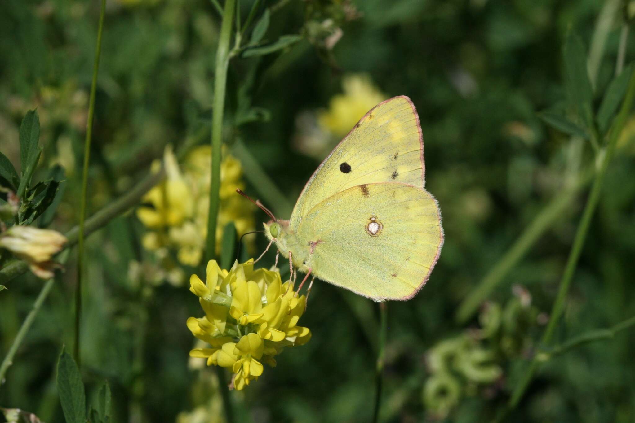 Image of Eastern Pale Clouded Yellow