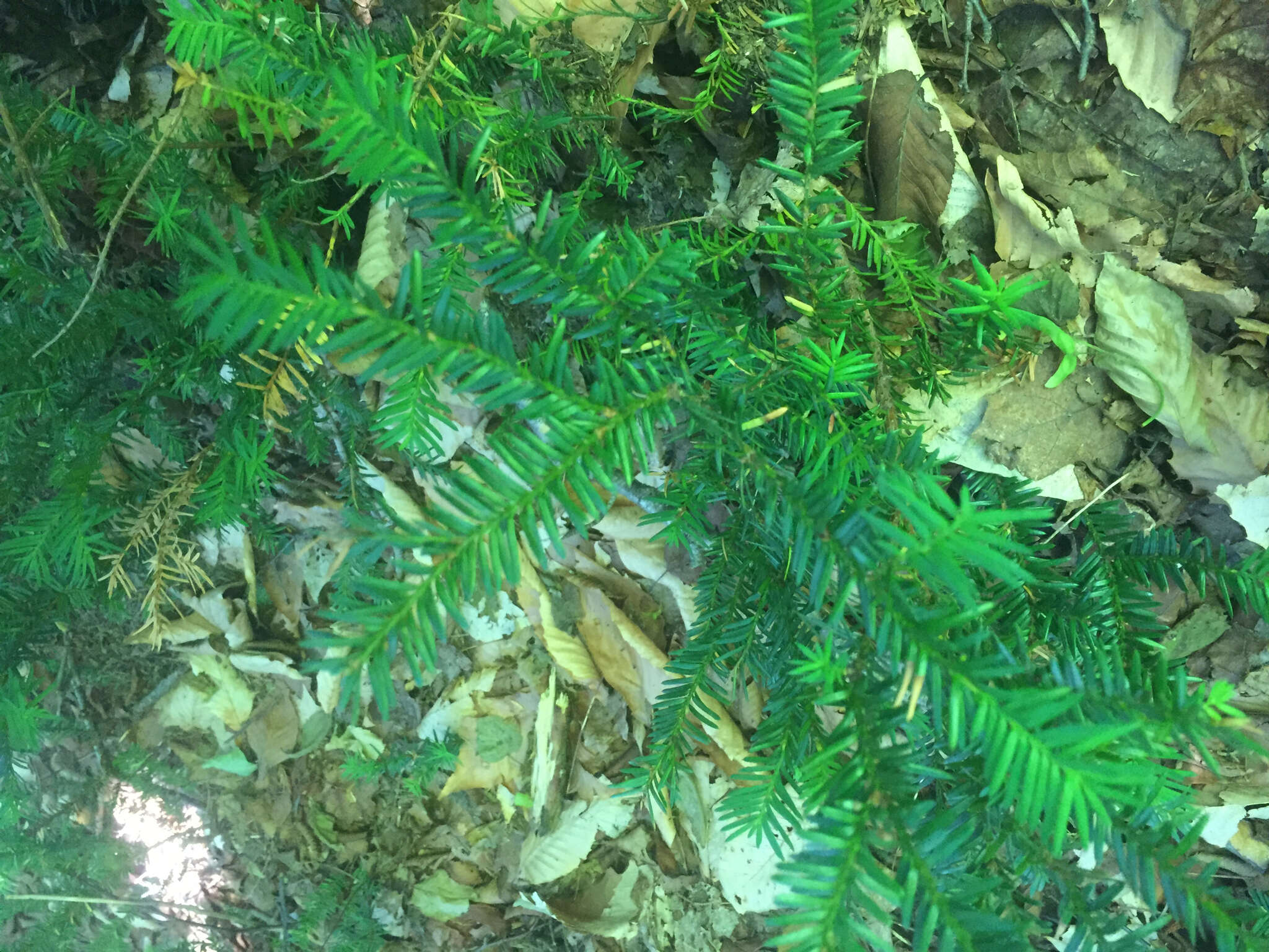 Image of Canada yew