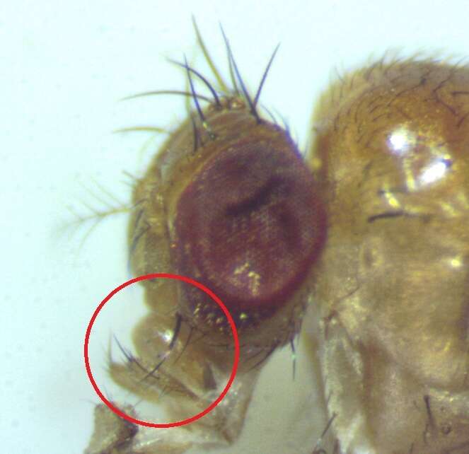 Image of Drosophila falleni Wheeler 1960