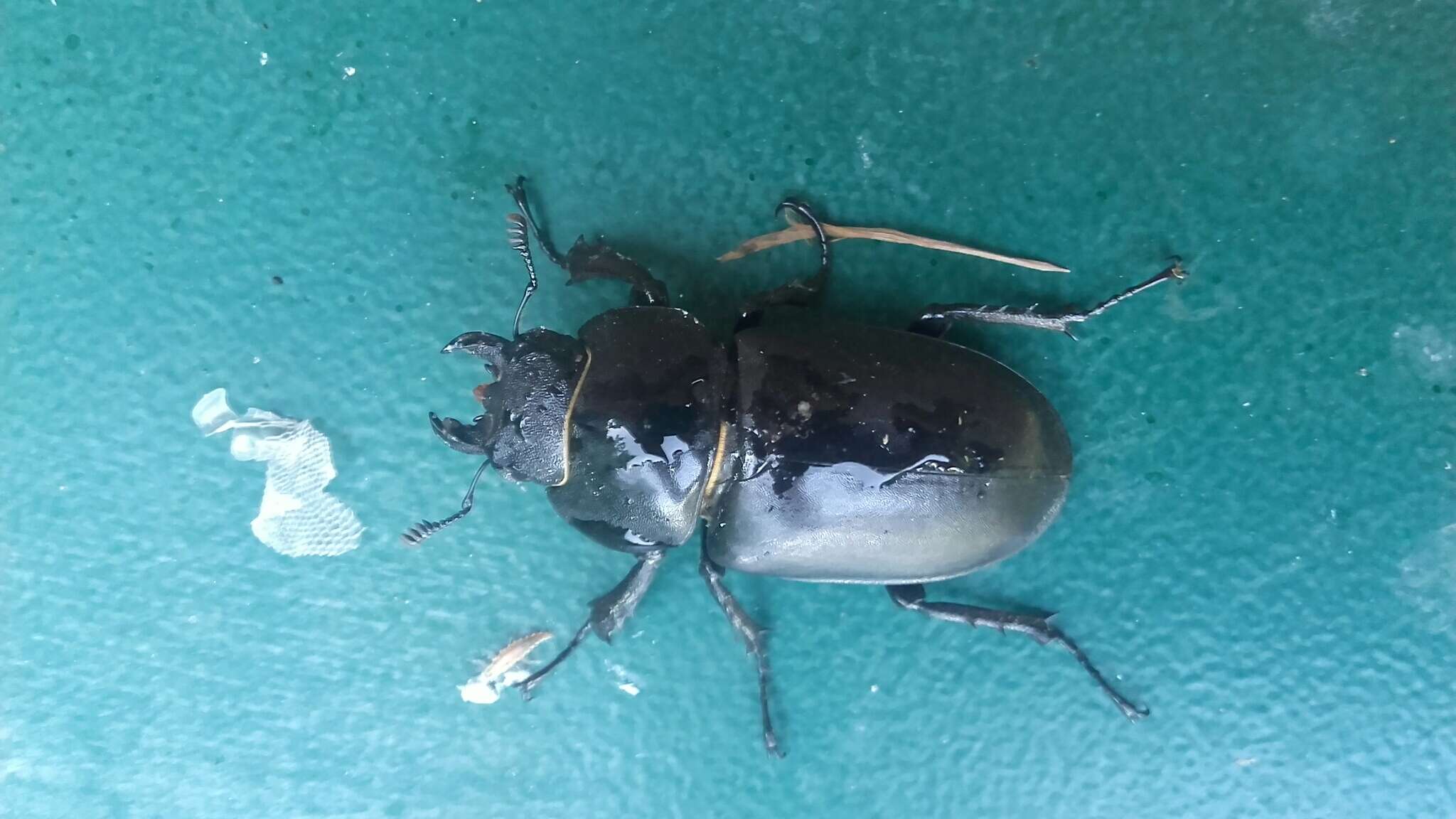 Image of Stag beetle