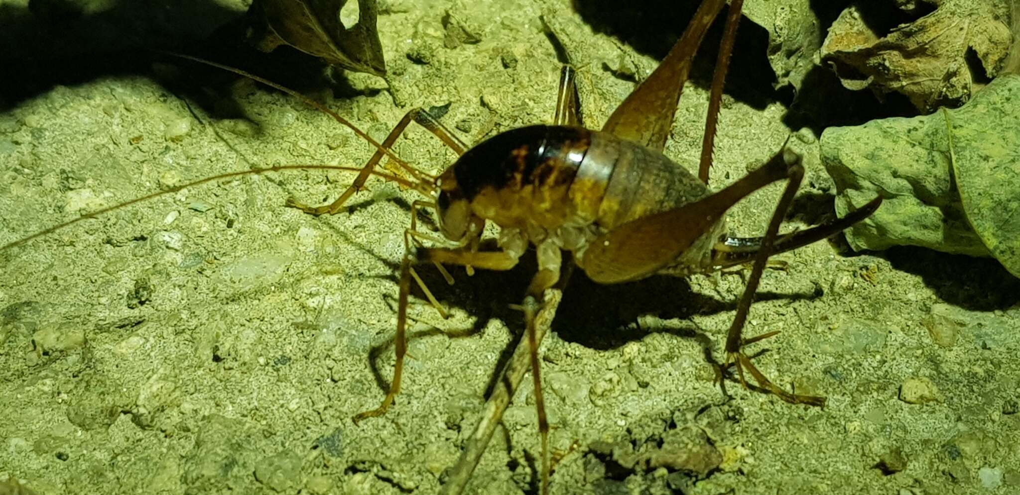 Image of Diestrammena (Diestrammena) unicolor Brunner von Wattenwyl 1888