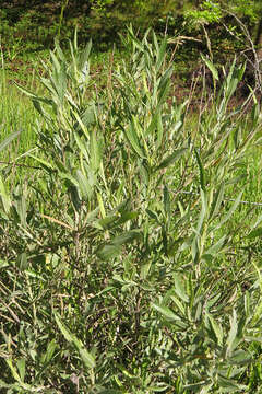 Image of Baccharis spicata (Lam.) Baill.