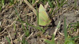 Image de Colias dimera Doubleday 1847