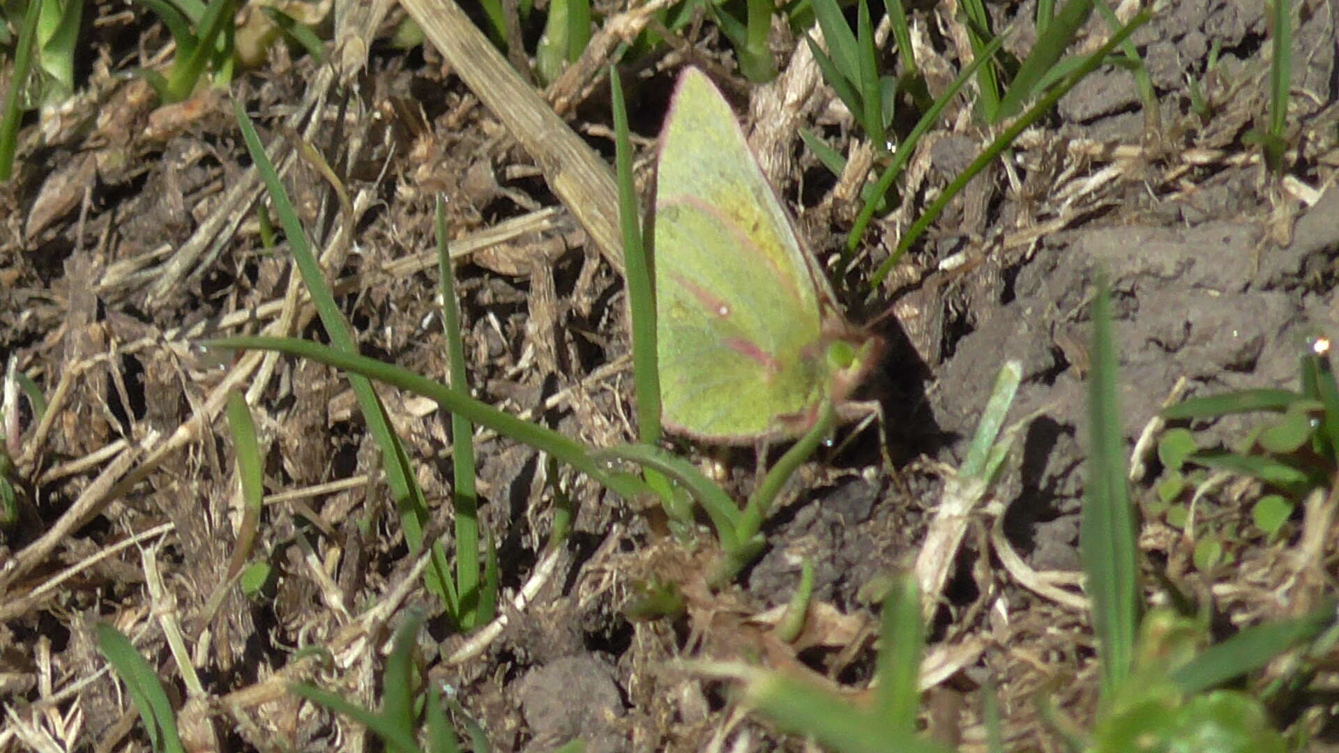 Image of Colias dimera Doubleday 1847