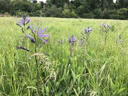 Imagem de Camassia leichtlinii subsp. suksdorfii (Greenm.) Gould