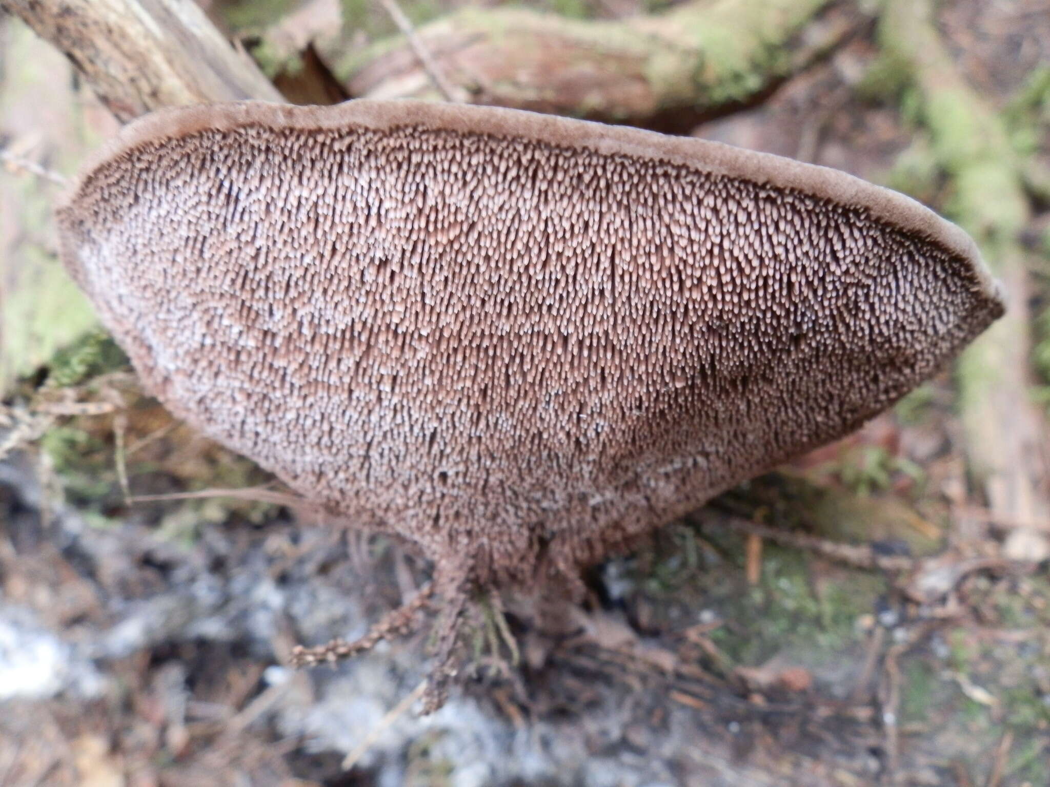 Image of Velvet tooth