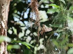 Image of Large-billed Gerygone