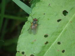 Image of Fannia lustrator (Harris 1780)