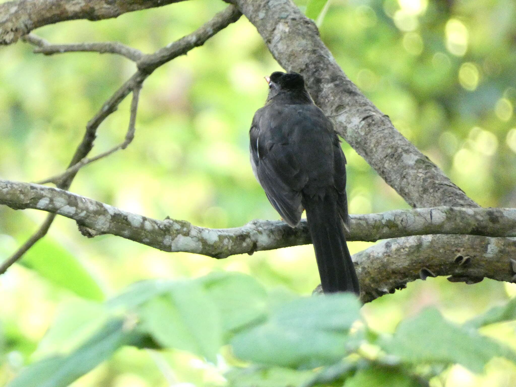 Image of White-chinned Thrush