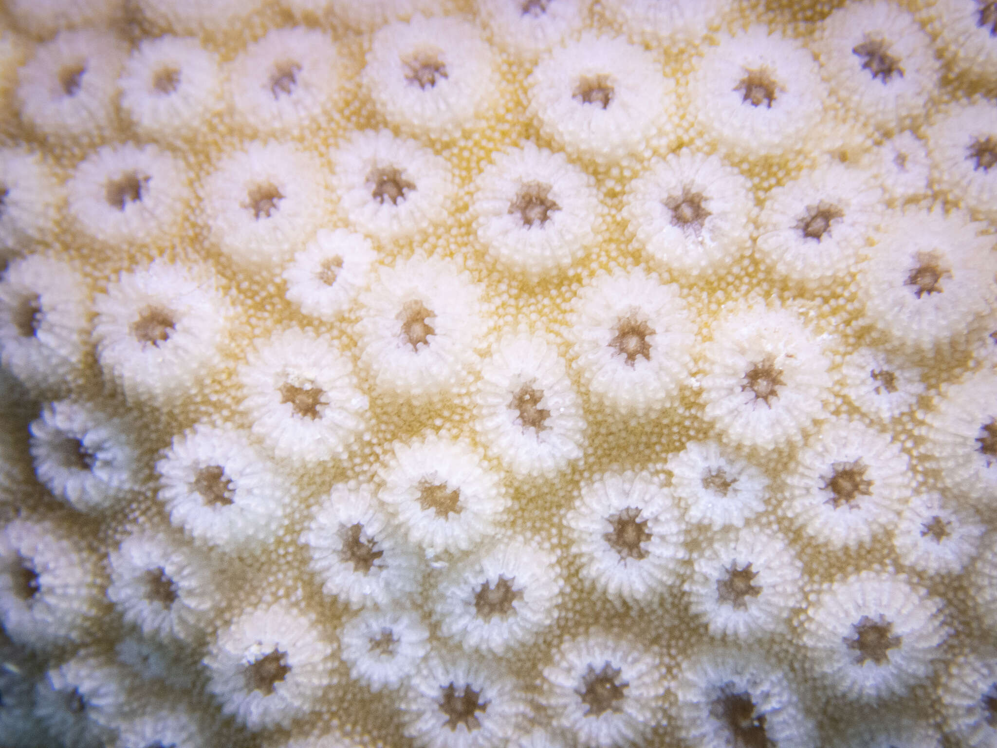 Image of Lesser Knob Coral