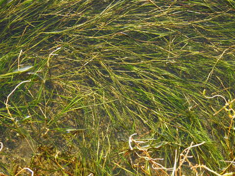 Image of spiral ditchgrass