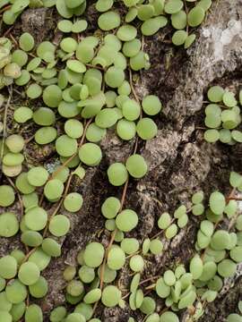 Image of Peperomia cyclophylla Miq.