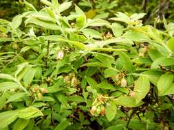 صورة Vaccinium myrtilloides Michx.