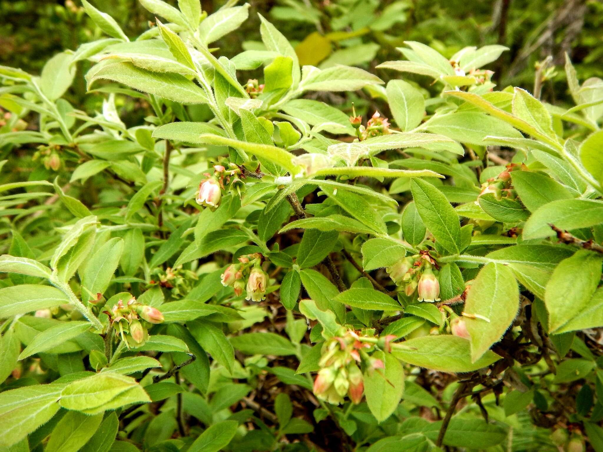 صورة Vaccinium myrtilloides Michx.