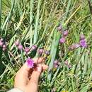 Image of Vernonia echioides Less.