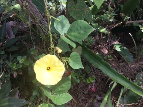 صورة Ipomoea ochracea (Lindl.) G. Don