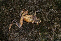 Image of Megophrys longipes Boulenger 1886