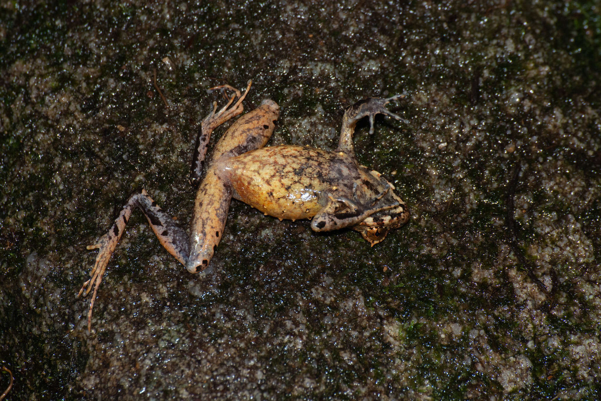 Image of Megophrys longipes Boulenger 1886