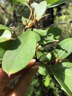 Image of Persoonia laurina subsp. laurina