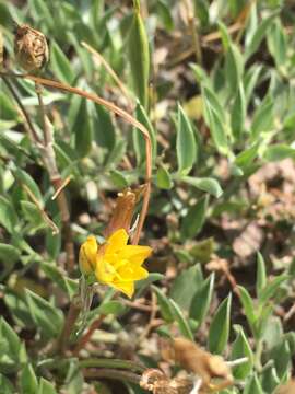 Image of Nothoscordum montevidense Beauverd