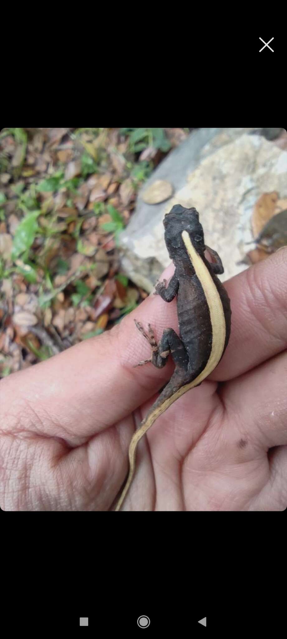 Image of White Anole