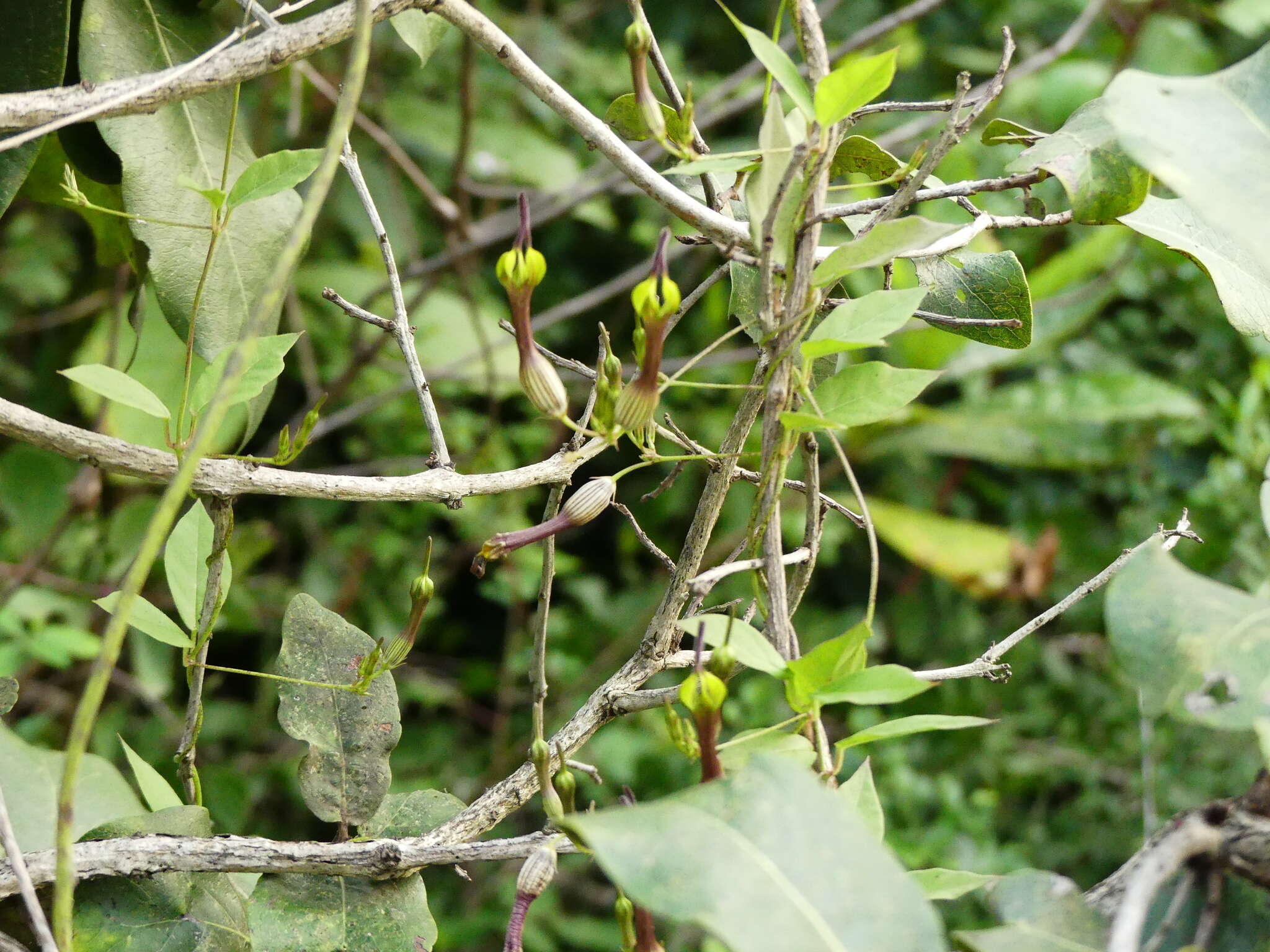 Image de Ceropegia candelabrum L.