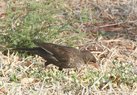 Слика од Bubalornis niger niger Smith & A 1836