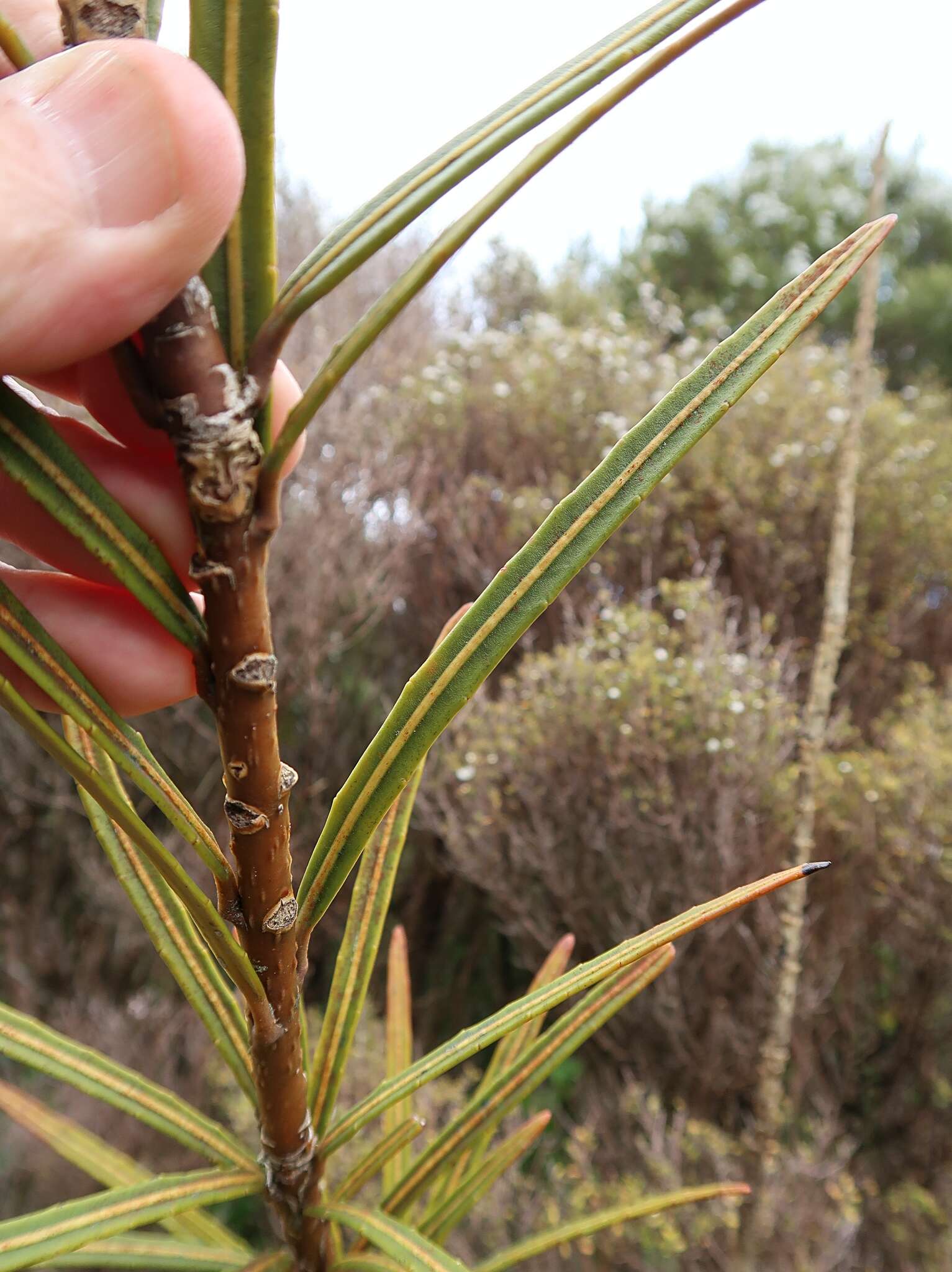 Image of Pseudopanax linearis (Hook. fil.) K. Koch