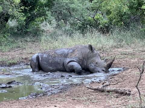 Image of White Rhinoceros