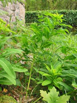 Euphorbia hyberna L. resmi