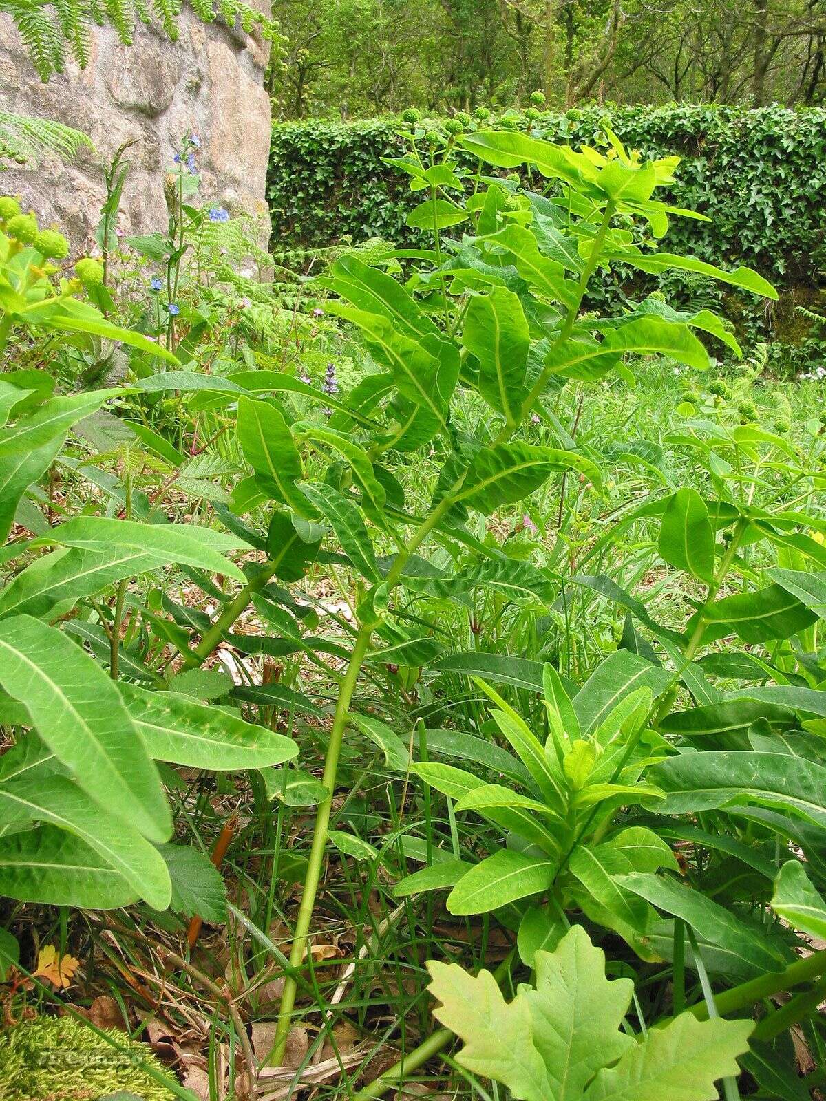 Imagem de Euphorbia hyberna L.