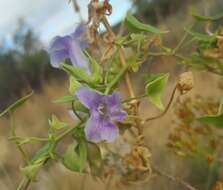 Image of Antirrhinum wislizenii (Engelm. ex A. Gray) Tidestr.