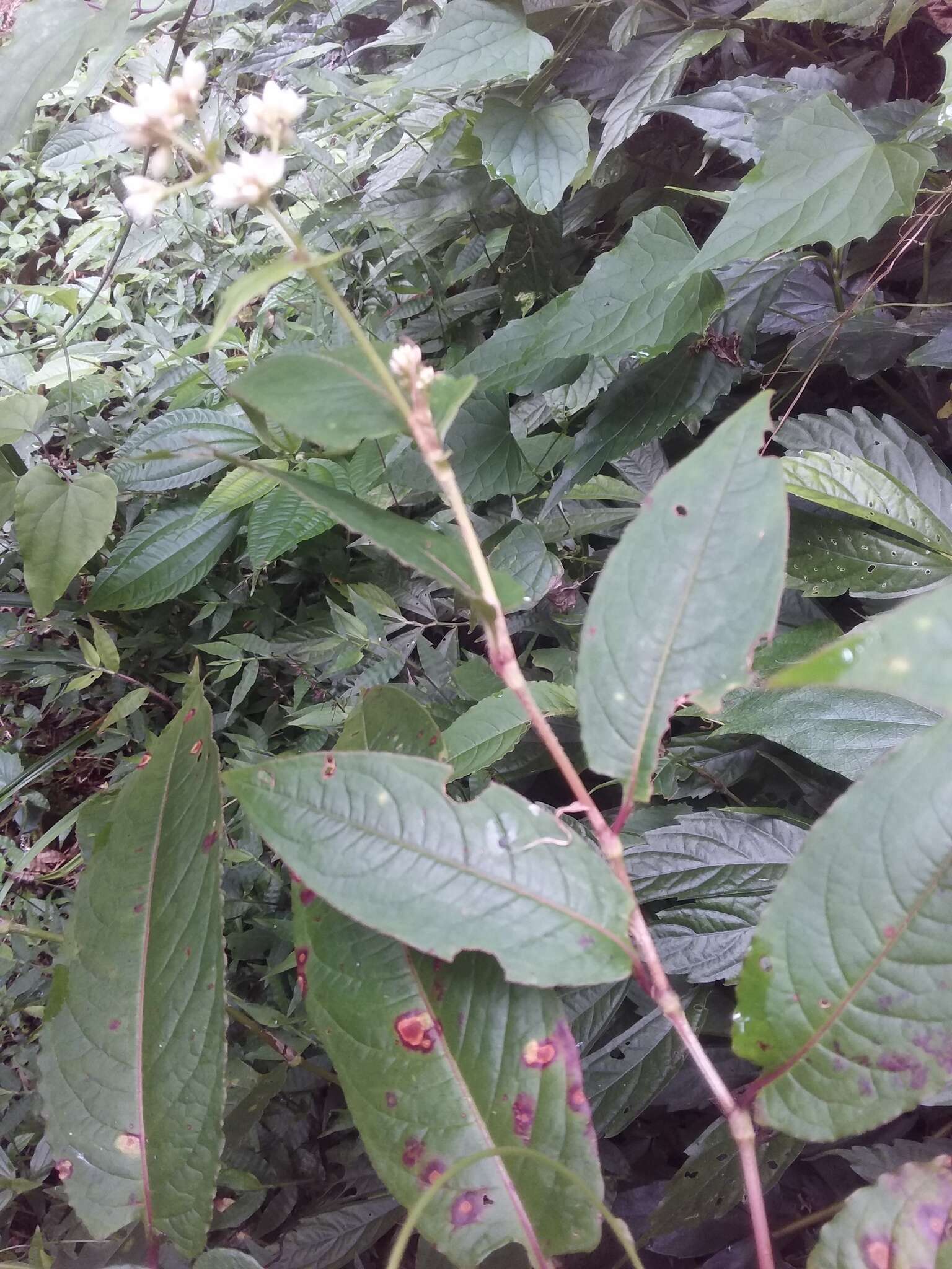 Sivun Persicaria chinensis (L.) Nakai kuva