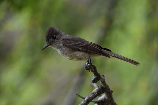 Image of Cuban Pewee