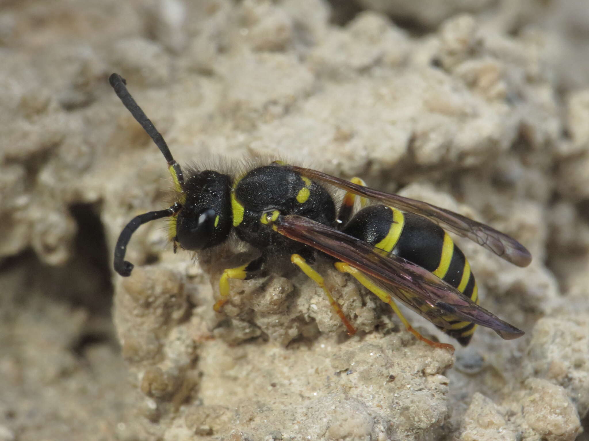 Image de Odynerus consobrinus Dufour 1839