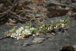 <i>Prunus pumila</i> var. <i>depressa</i> resmi