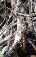 Image of Polistes bequaertellus Snelling 1983