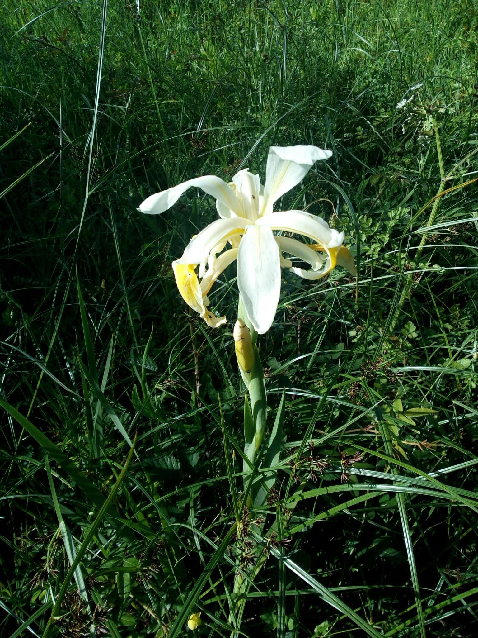 Image de Iris orientalis Mill.