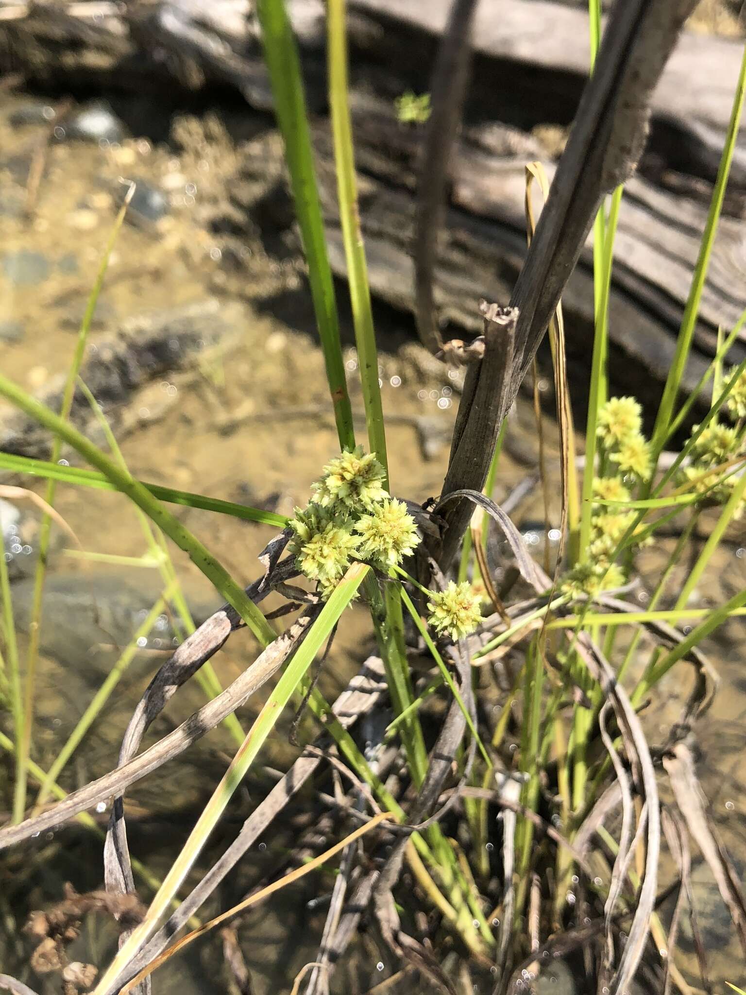 Image of tapertip flatsedge