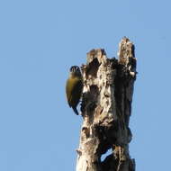 Image of Fine-barred Piculet